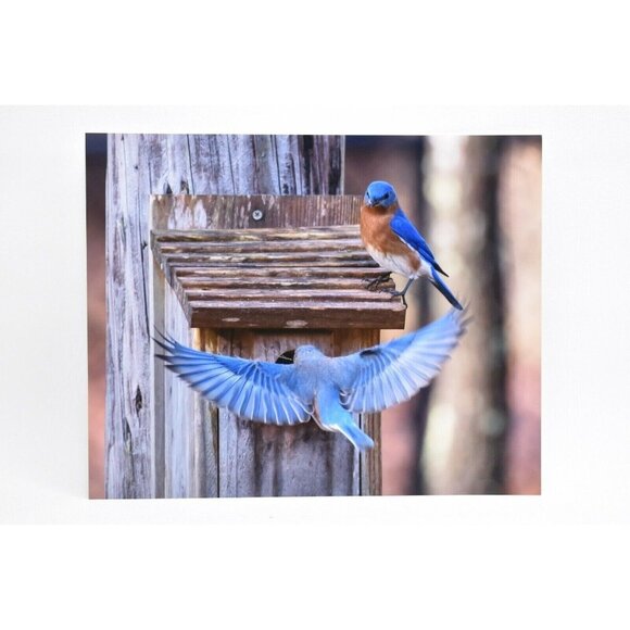 Set 3 Bird Prints by Jeff Partridge Bluebird & Cardinal Nature Photography 8x10 - Picture 2 of 4